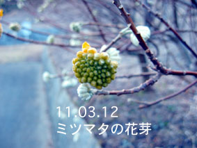 ミツマタの花芽11.03.12