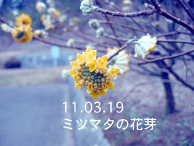 ミツマタの花芽11.03.19