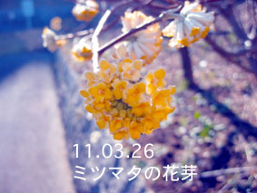 ミツマタの花芽11.03.26