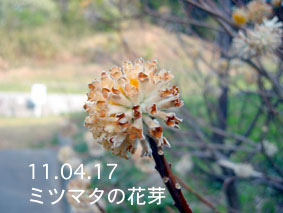 ミツマタの花芽11.04.17
