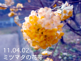 ミツマタの花芽11.04.02