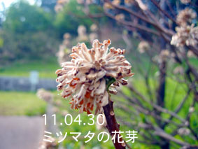 ミツマタの花芽11.04.30