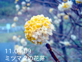 ミツマタの花芽11.04.09