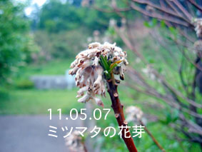 ミツマタの花芽11.05.07