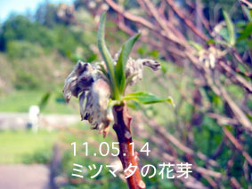 ミツマタの花芽11.05.14