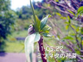 ミツマタの花芽11.05.22