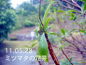 ミツマタの花芽11.05.28
