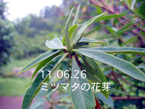 ミツマタの花芽11.06.26