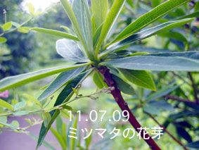 ミツマタの花芽11.07.09