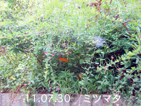 ミツマタの花芽11.07.30