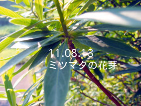 ミツマタの花芽11.08.13