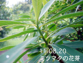 ミツマタの花芽11.08.20