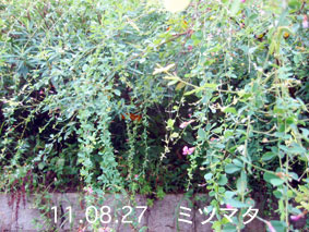 ミツマタの花芽11.08.27
