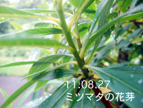 ミツマタの花芽11.08.27