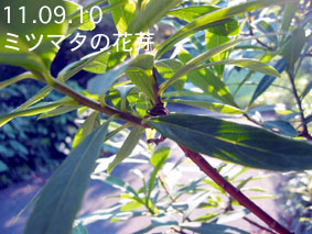 ミツマタの花芽11.09.10