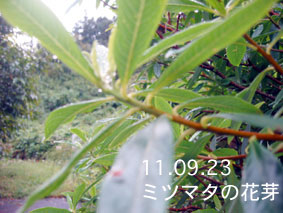 ミツマタの花芽11.09.23