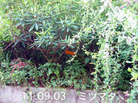 ミツマタの花芽11.09.03