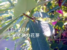 ミツマタの花芽11.10.01