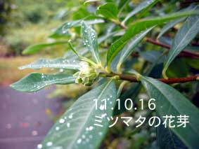 ミツマタの花芽11.10.16