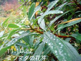 ミツマタの花芽11.10.22