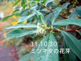 ミツマタの花芽11.10.30