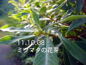 ミツマタの花芽11.10.08