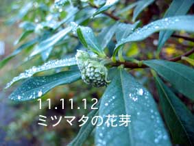 ミツマタの花芽11.11.12
