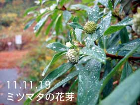 ミツマタの花芽11.11.19