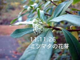ミツマタの花芽11.11.26