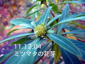 ミツマタの花芽11.12.04