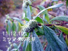 ミツマタの花芽11.12.10
