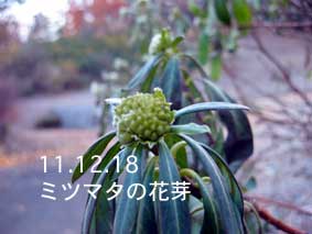 ミツマタの花芽11.12.18