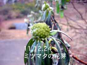 ミツマタの花芽11.12.24