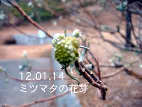 ミツマタの花芽12.01.14