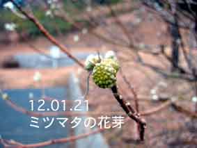 ミツマタの花芽12.01.21