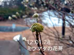 ミツマタの花芽12.01.28