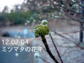 ミツマタの花芽12.02.04