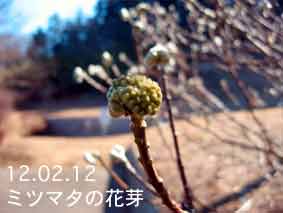 ミツマタの花芽12.02.12