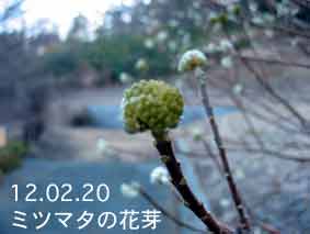 ミツマタの花芽12.02.20