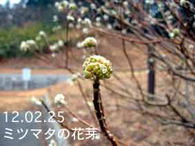 ミツマタの花芽12.02.25