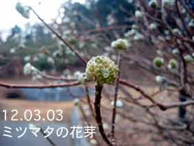 ミツマタの花芽12.03.03