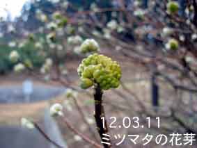 ミツマタの花芽12.03.11