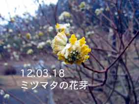 ミツマタの花芽12.03.18