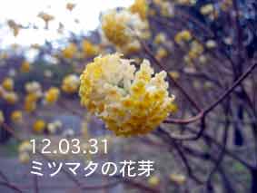 ミツマタの花芽12.03.31
