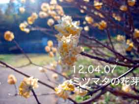 ミツマタの花芽12.04.07
