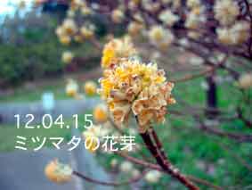 ミツマタの花芽12.04.15