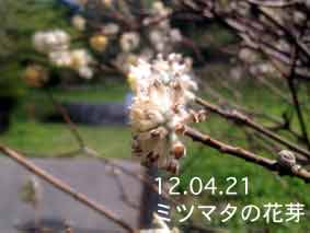 ミツマタの花芽12.04.21