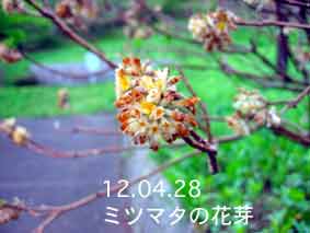 ミツマタの花芽12.04.28