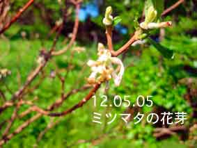 ミツマタの花芽12.05.05