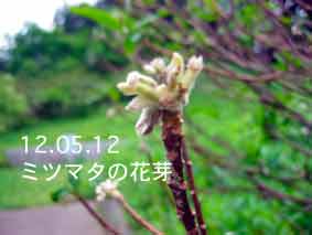 ミツマタの花芽12.05.12